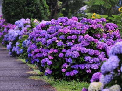 八仙繡球花今年發(fā)的新枝明年會(huì)開(kāi)花嗎？