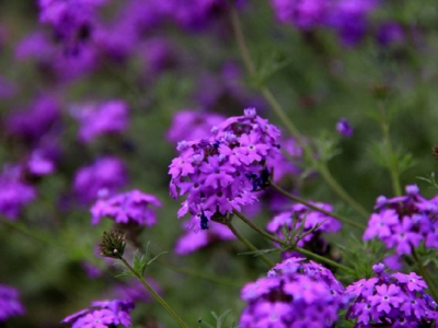 種美女櫻當(dāng)年能開花嗎？