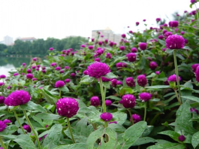 千日紅好久開(kāi)花？