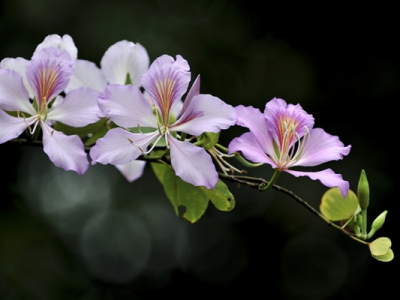 紫荊花開(kāi)花的季節(jié)是什么時(shí)候？