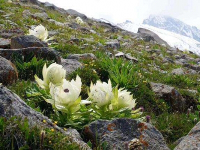 一種高海拔會(huì)開花的植物是什么？