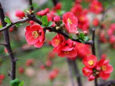 怎樣讓紅梅多開(kāi)花？