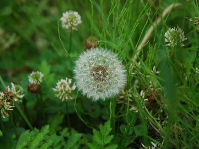 野花組合能開花多久？