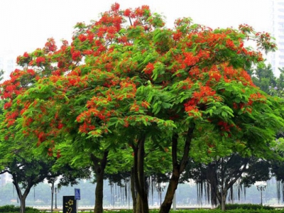 紅花楹要多久才開花？