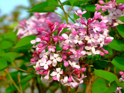 丁香樹(shù)開(kāi)花有多少種？