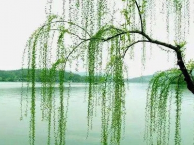 湖邊適合種植什么樹(shù)？