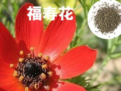 福壽花的種植方法及注意事項(xiàng)