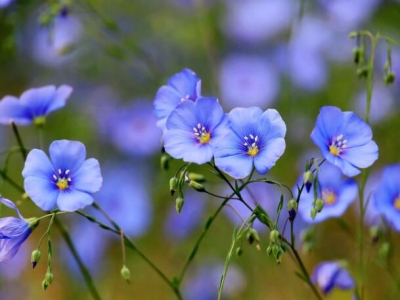 藍(lán)花亞麻的種植方法