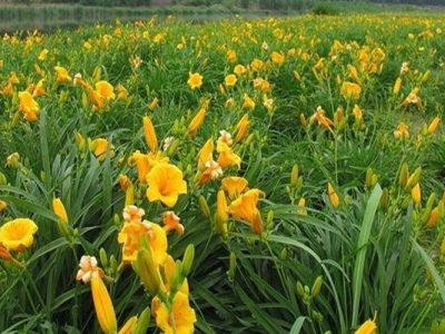 大花萱草開(kāi)幾次花？