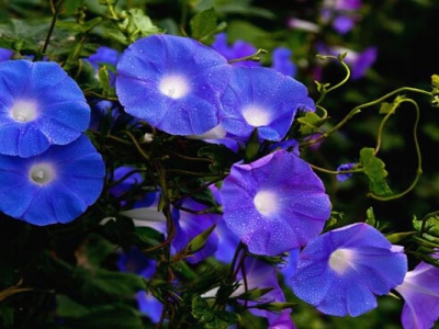 公園中開藍(lán)色花的草花有哪些？