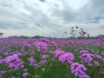 馬鞭草從種下去到開花得多久？