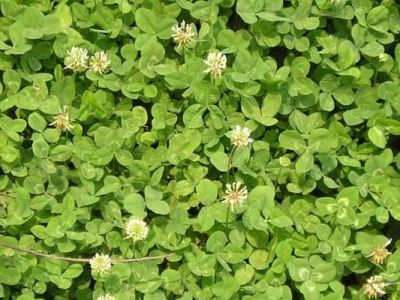 三葉草開(kāi)花有多高？