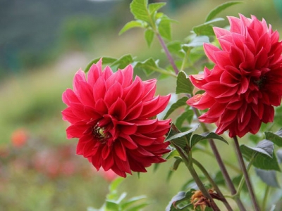 夏季開紅花的草花是什么？