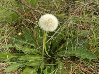 夏天開白花的草花是哪些？