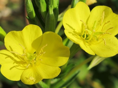 月見(jiàn)草在幾月開(kāi)花？