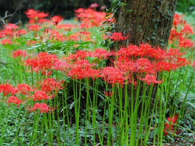 樹(shù)下能種的花草有什么？