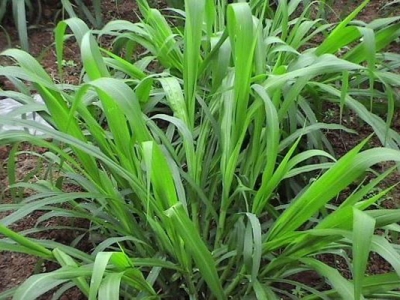 適合在陡坡種植的花草有哪些？