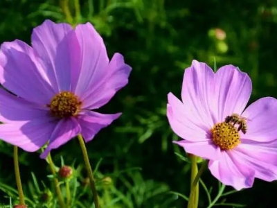 7月種格桑花能開嗎