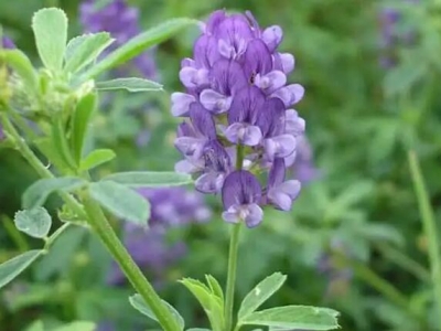 北方8月份種植紫花苜蓿能過(guò)冬嗎