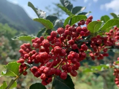 七月份能移種花椒樹嗎