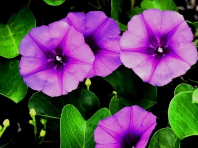 牽?；芩募静? /> </a> </div>
          <header>
            <h2><a href=