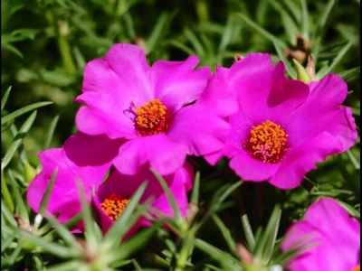 太陽花7月份能播種嗎