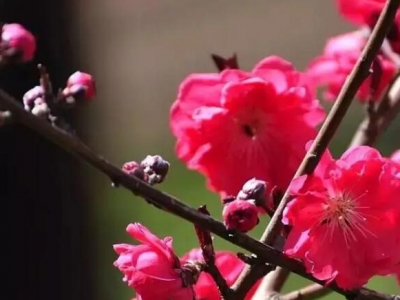 桃花紅葉碧桃樹(shù)北方能過(guò)冬嗎