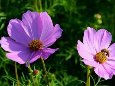 夏天種下花種能發(fā)芽嗎