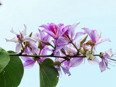 紫荊花東北能過(guò)冬嗎