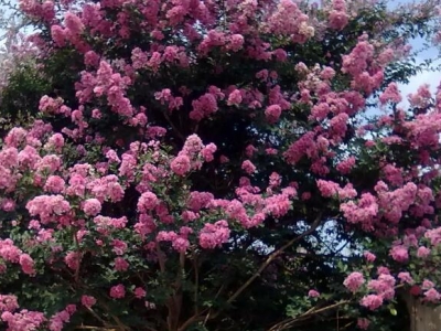 紫薇花樹(shù)能結(jié)果嗎