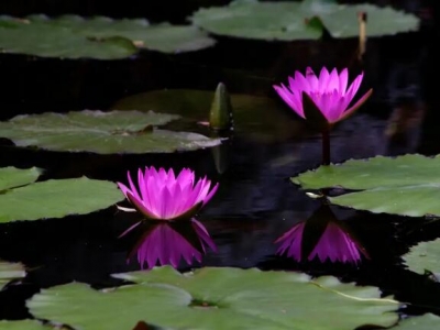 當年種睡蓮根塊能開花嗎