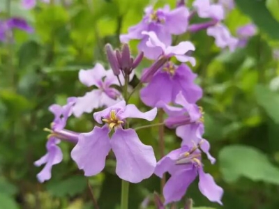 今年種的二月蘭能開(kāi)花嗎