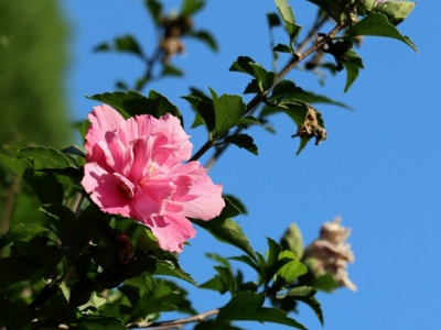 木槿花6月份可以移植嗎？