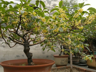 桂花樹(shù)夏季可以移植嗎？