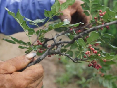 當(dāng)年采摘的花椒能種植嗎