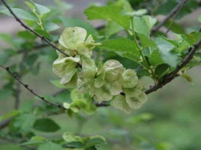 東北榆樹種子7月份可以種植嗎？