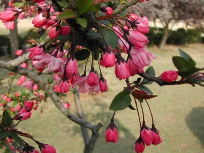 垂絲海棠的花是什么顏色？