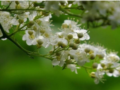 珍珠梅有開(kāi)粉紅色花的嗎？