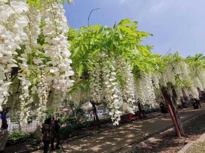 紫藤花有樹狀的嗎？