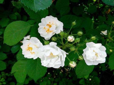 有四季開(kāi)花的薔薇花嗎？