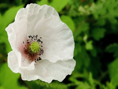 有開(kāi)白色花的虞美人花嗎？