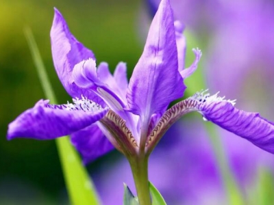 六月份栽種鳶尾花當年能開花嗎