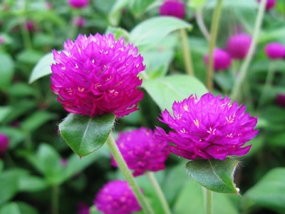 什么花從種子到開(kāi)花快？