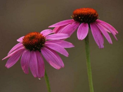 紫松果菊種子多久能發(fā)芽開(kāi)花？