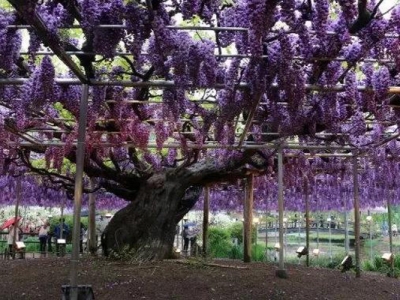 紫藤花種子種植能開花嗎？