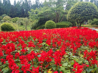 七月份播種的花卉種子當(dāng)年開花的有那些？