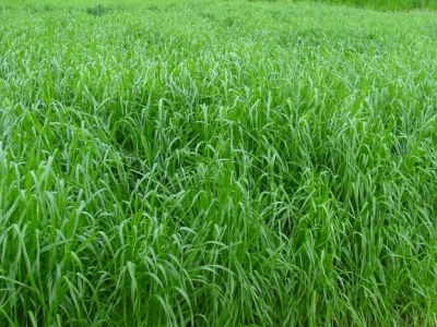 北方種植黑麥草幾月份適合