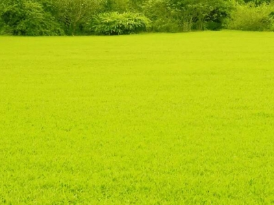 草地幾月份變黃