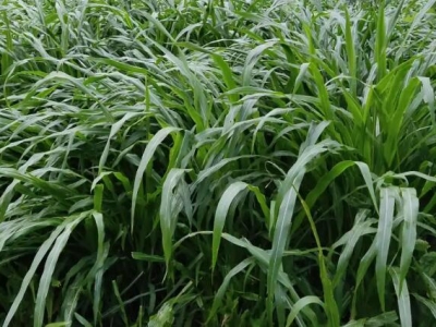 黑麥草第二年幾月份發(fā)芽