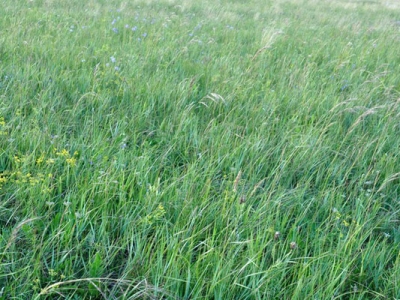 內(nèi)蒙多年生牧草哪一種好？